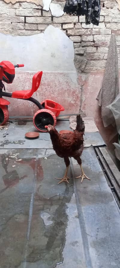 beautiful hen