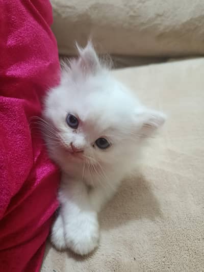 Persian kittens for sale