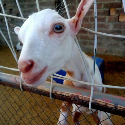 Pure Teddy Female Goat with 1 Kid – Healthy, Active & Pure Breed
