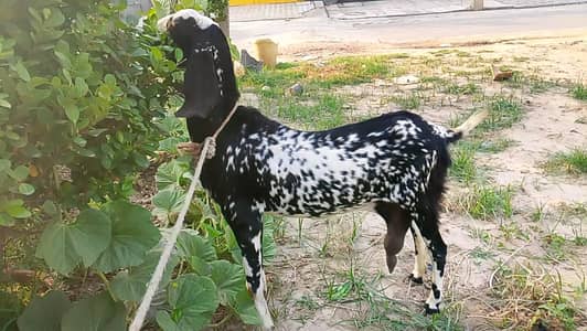 Desi x Makhi cheeni doodh wali Bakri aur kaka DG Khan mundra
