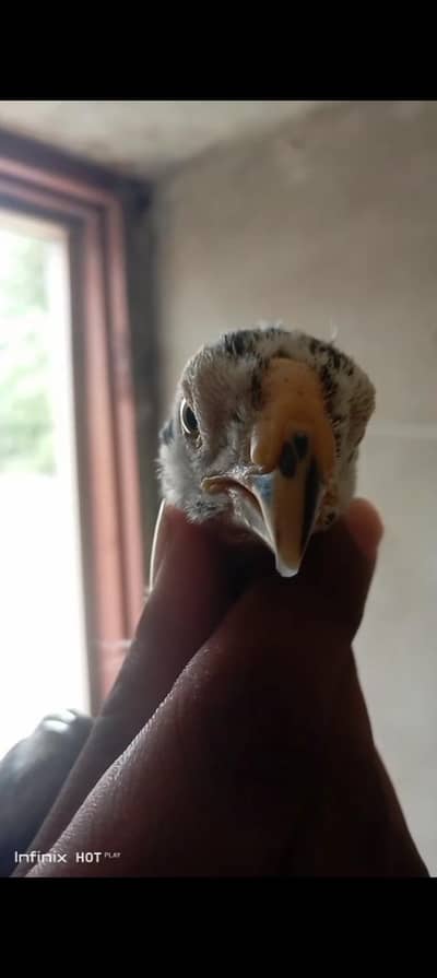 indian parrot beak