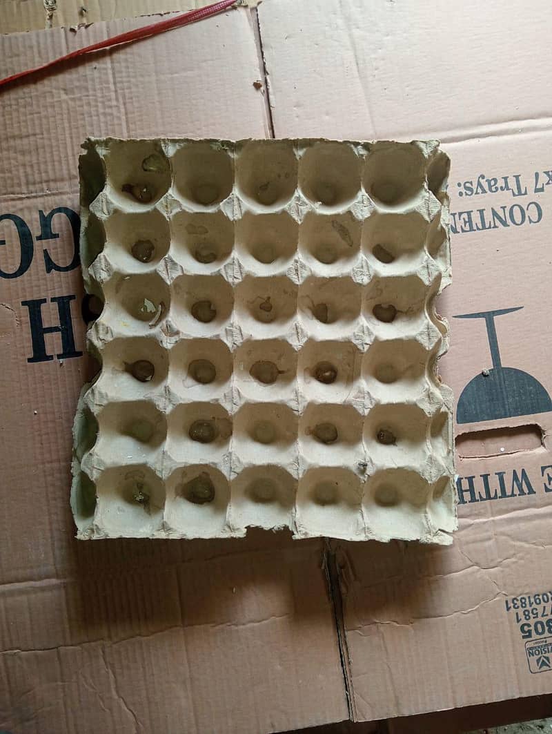 egg tray 3