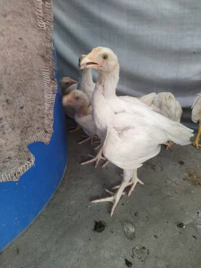 Aseel heera chicks