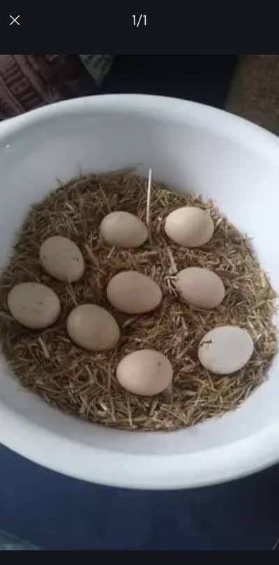 Fertile Eggs for Sale