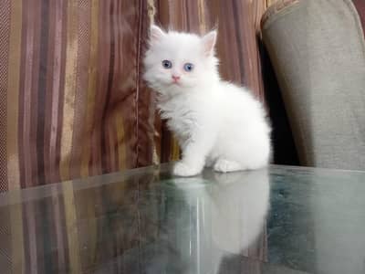 cute and adorable persian kittens pair