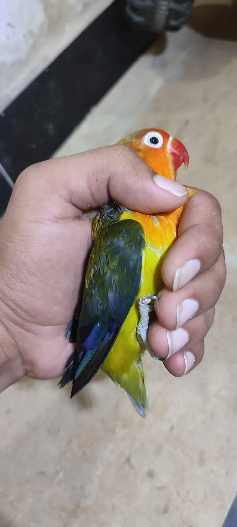 love birds — photo 2