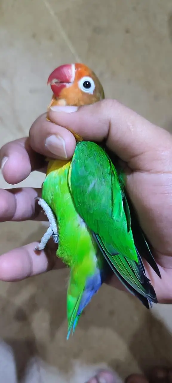 love birds — photo 3