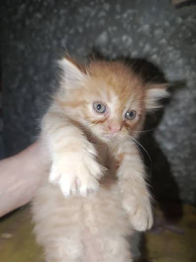 Persian kittens for sale