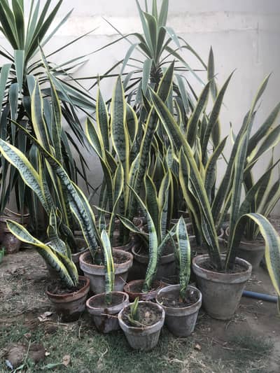 Snake plants