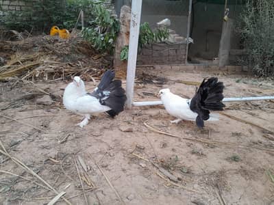 Indian fantail pair with chicks watsap no 0<3=3]69^15*11/20