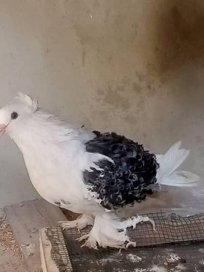 Frill Back pegions