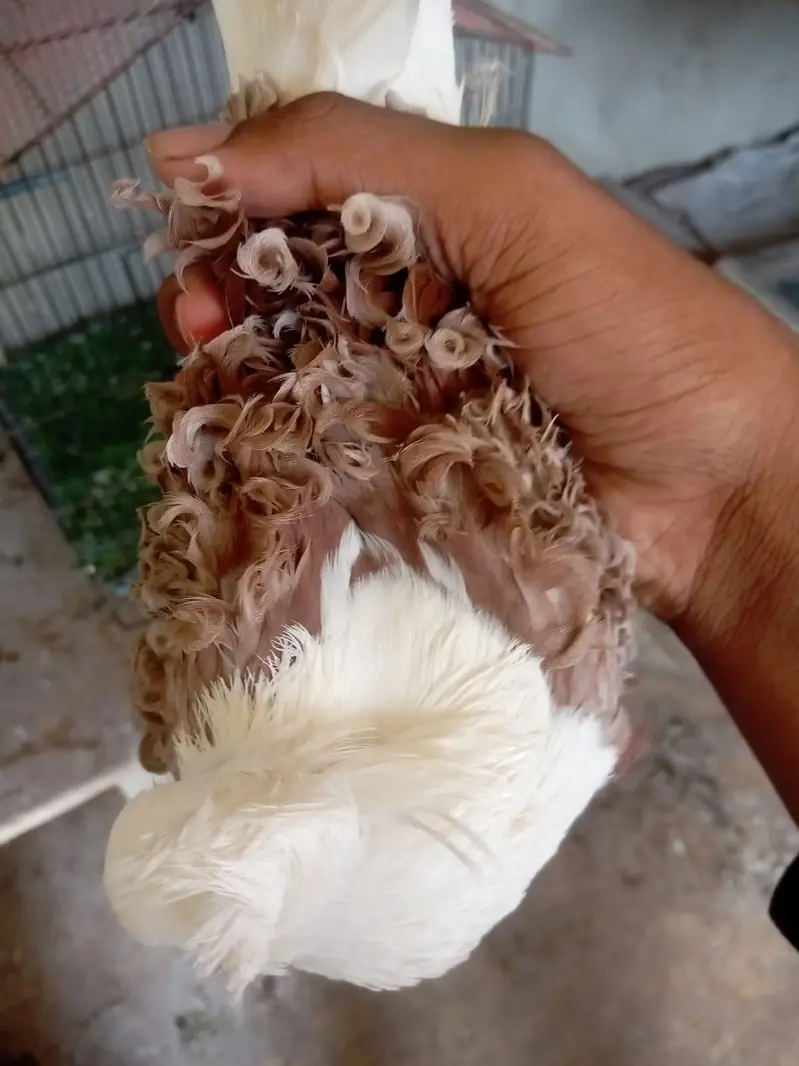 Frill Back pegions — photo 2
