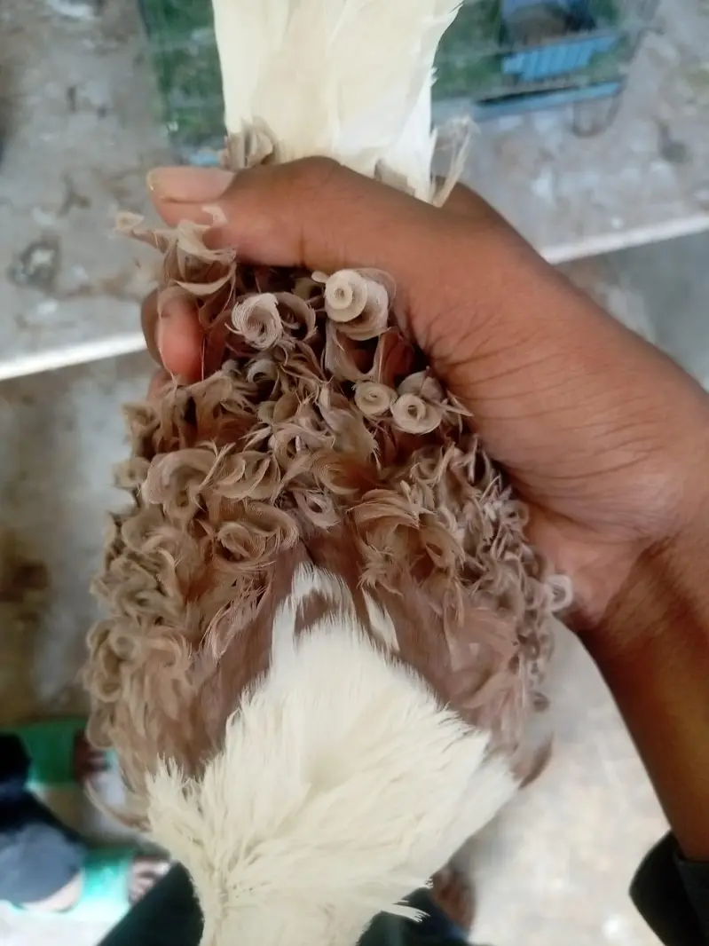 Frill Back pegions — photo 3