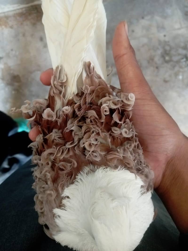 Frill Back pegions 3