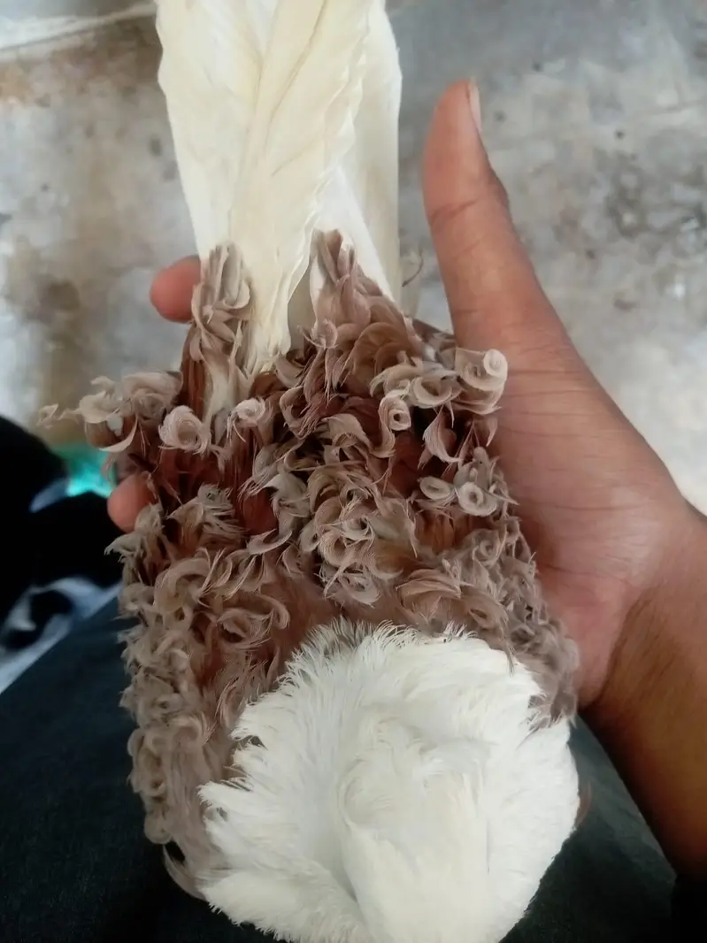 Frill Back pegions — photo 4