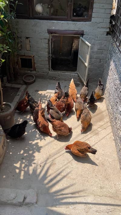 Golden Mishri Desi Hens