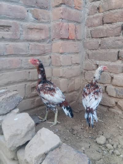 Aseel pair