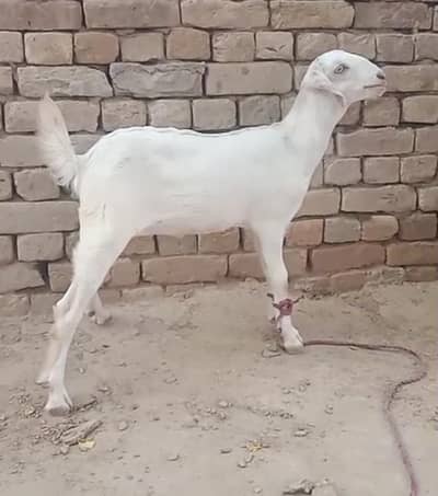 Gulabi teddy white eyes path for sale
