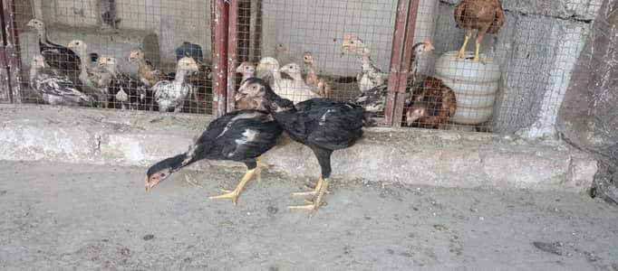 golden buff . &white bantum & muski pair