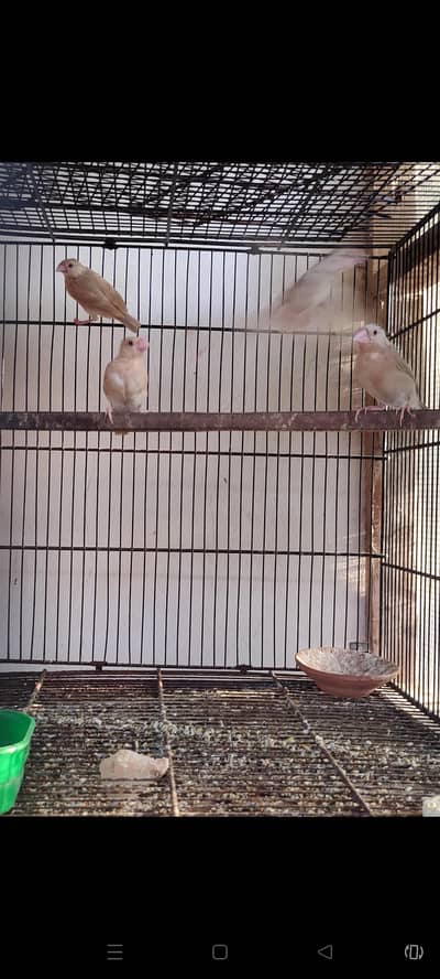 Masha Allah fawn jawa breeder and pthy available for sale