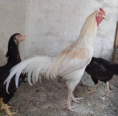 Heera Breeder