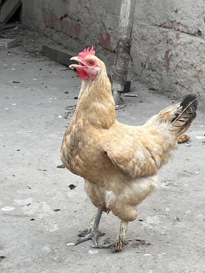 Golden Puff / Fancy Hen