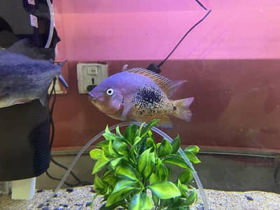 Cichlid fish