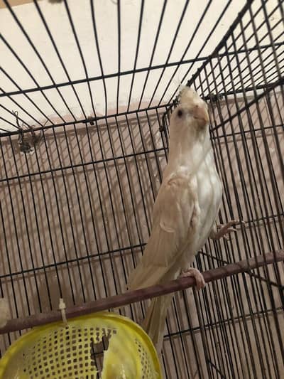cocktail full white Red eyes color