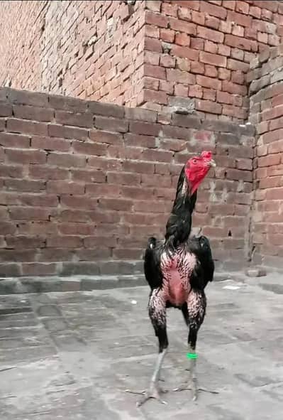 Thai chick,s