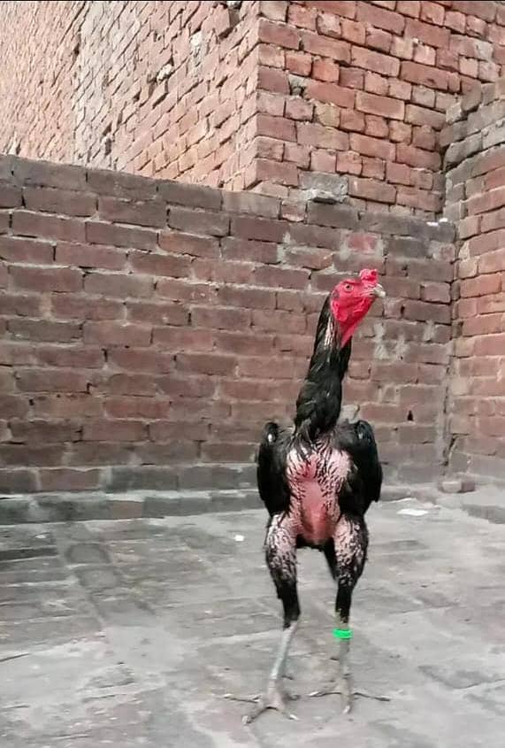 Thai chick,s 0