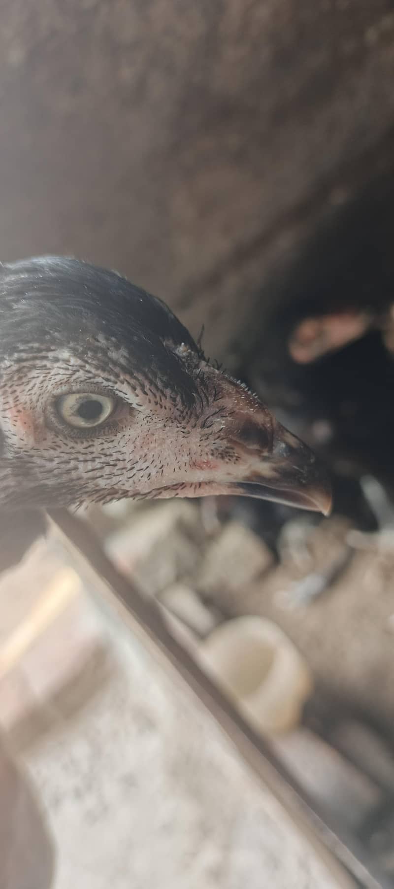 Thai chick,s 9