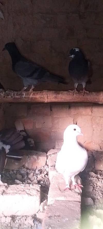 laky kabutar and normal