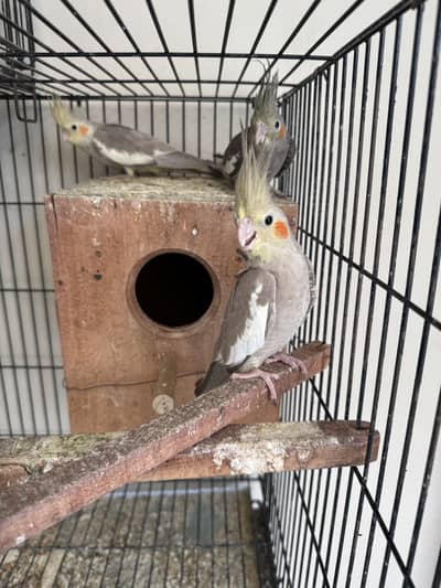 Cocktail pair