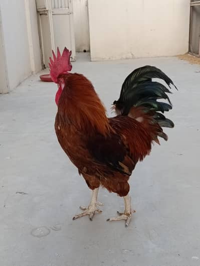 Australorp and Golden Misri Set