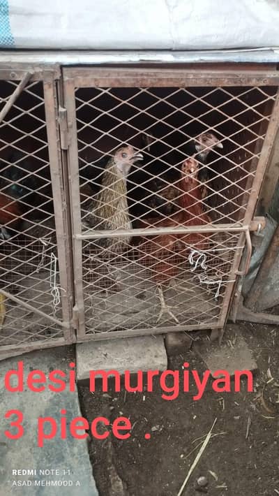 CAGE and ASEEL & DESI CHICKS, HENS FOR SALE