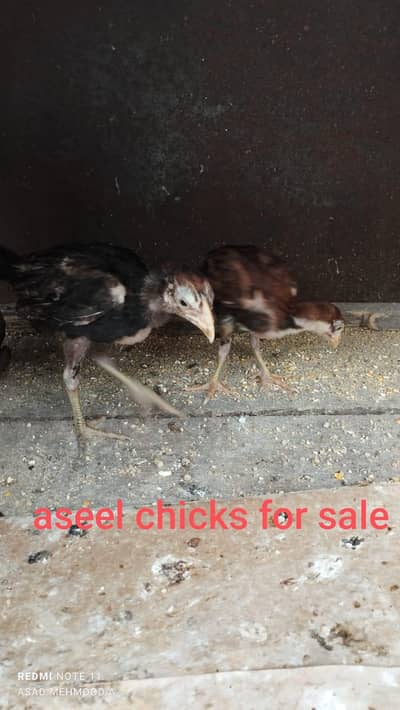 CAGE and ASEEL & DESI CHICKS, HENS FOR SALE