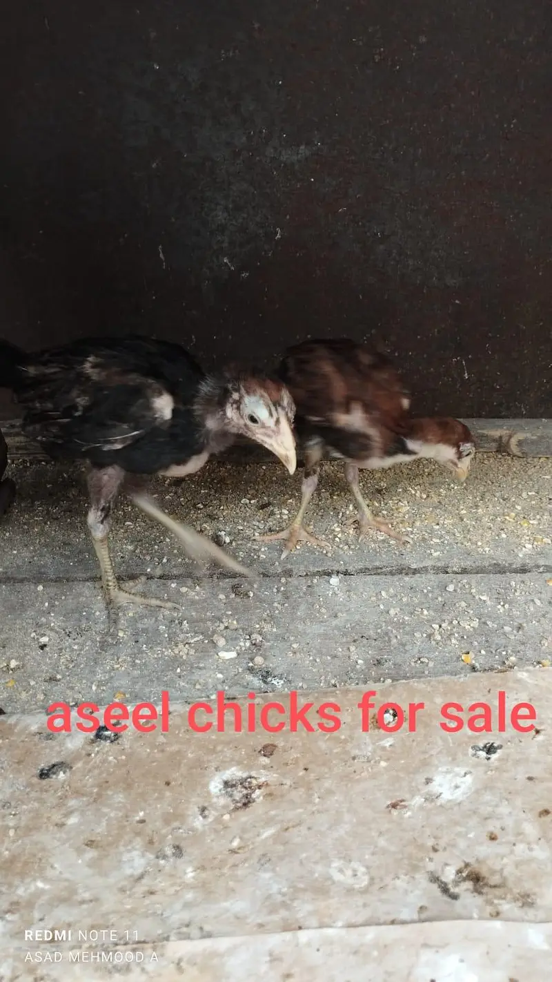 CAGE and ASEEL & DESI CHICKS, HENS FOR SALE — photo 2