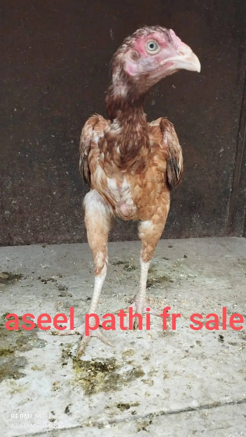 CAGE and ASEEL & DESI CHICKS, HENS FOR SALE — photo 3