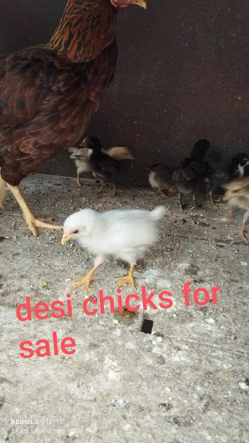 CAGE and ASEEL & DESI CHICKS, HENS FOR SALE — photo 4