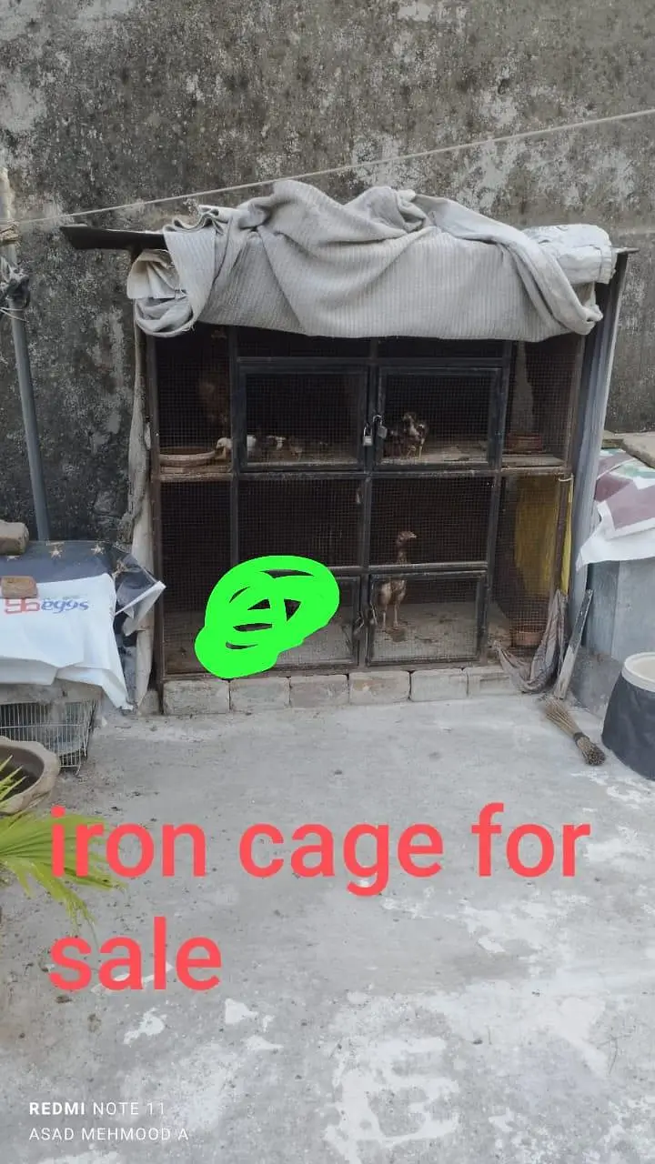 CAGE and ASEEL & DESI CHICKS, HENS FOR SALE — photo 5