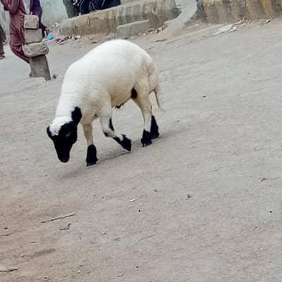 dhumba chakki wala
