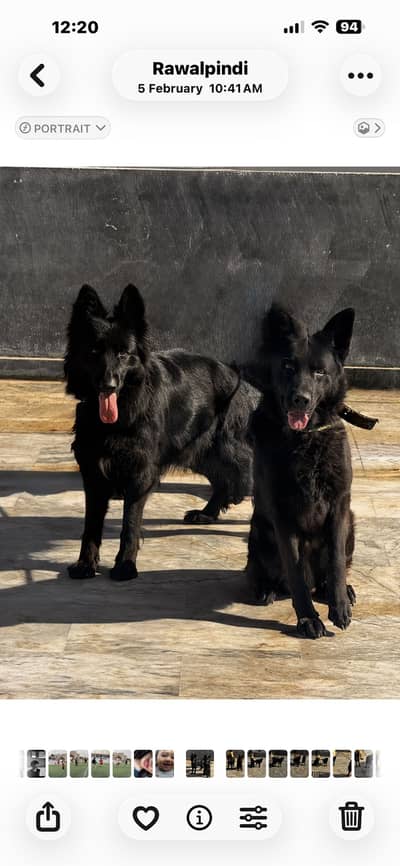 German dog Black shepard for sale