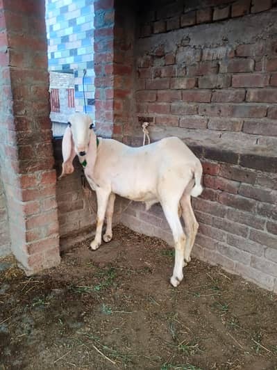 kajla chatra qurbani 2027