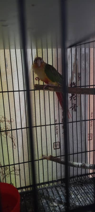 Pineapple Conure