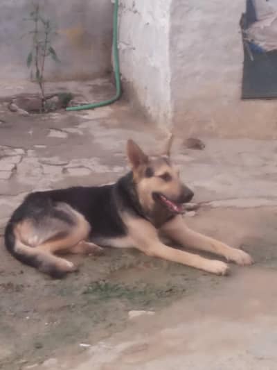 Belgium Sheperd Male Dog for sale. very healthy and active