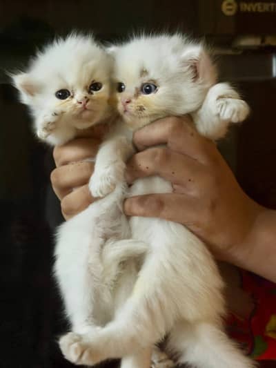 Beautiful White Female Persian Kitten for Sale