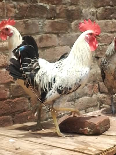 Desi murgay for sale