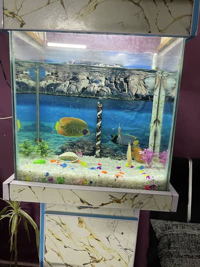 Aquarium For Sale