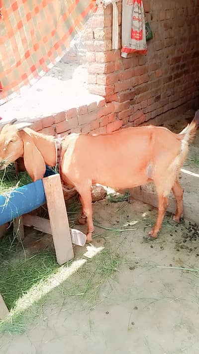 6 daant bakri for sale