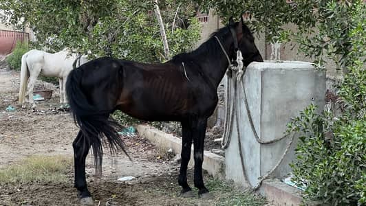 Desi horse